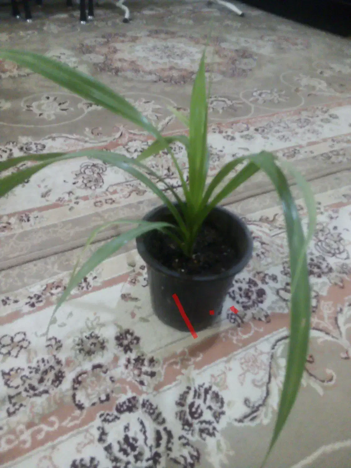 گل طبیعی|گل و گیاه طبیعی|نیشابور, رنج آباد|دیوار