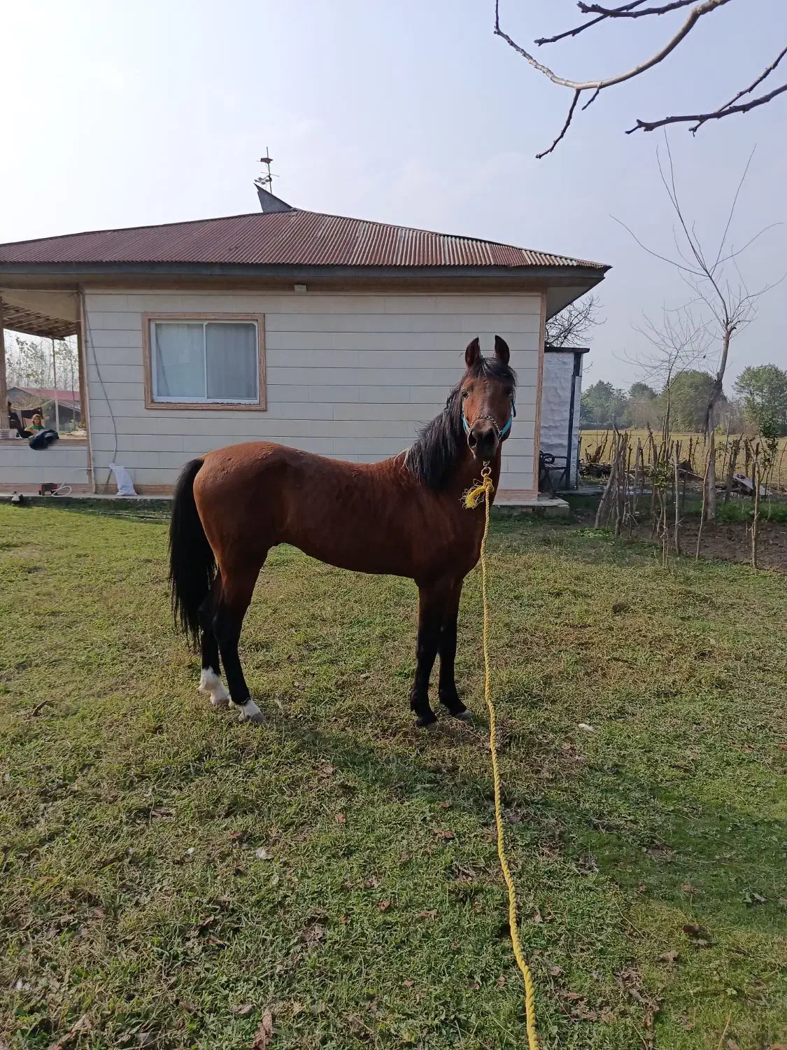 اسب|اسب و تجهیزات اسبسواری|رضوانشهر, |دیوار