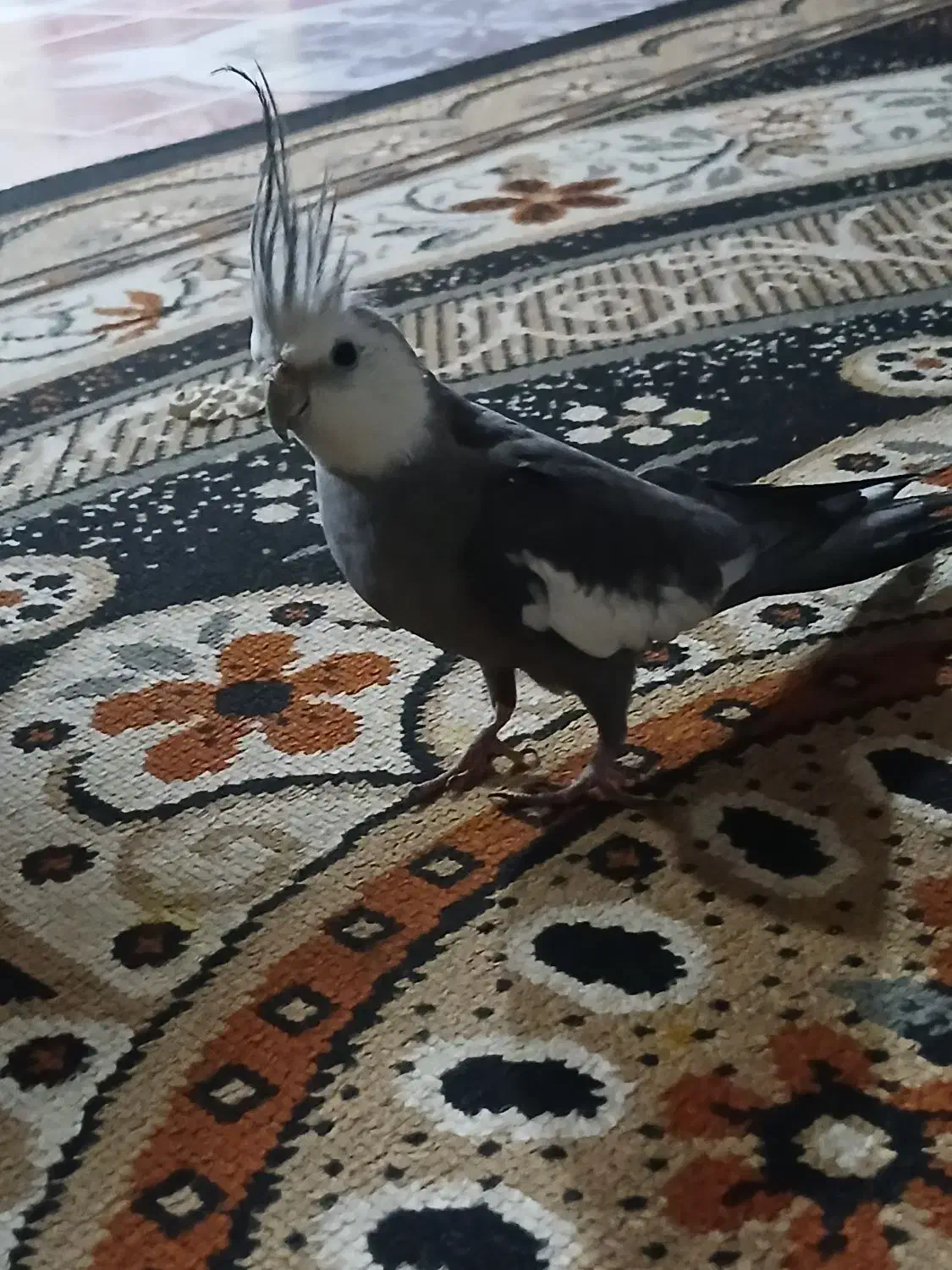 عروس هلندی|پرنده|میناب, |دیوار