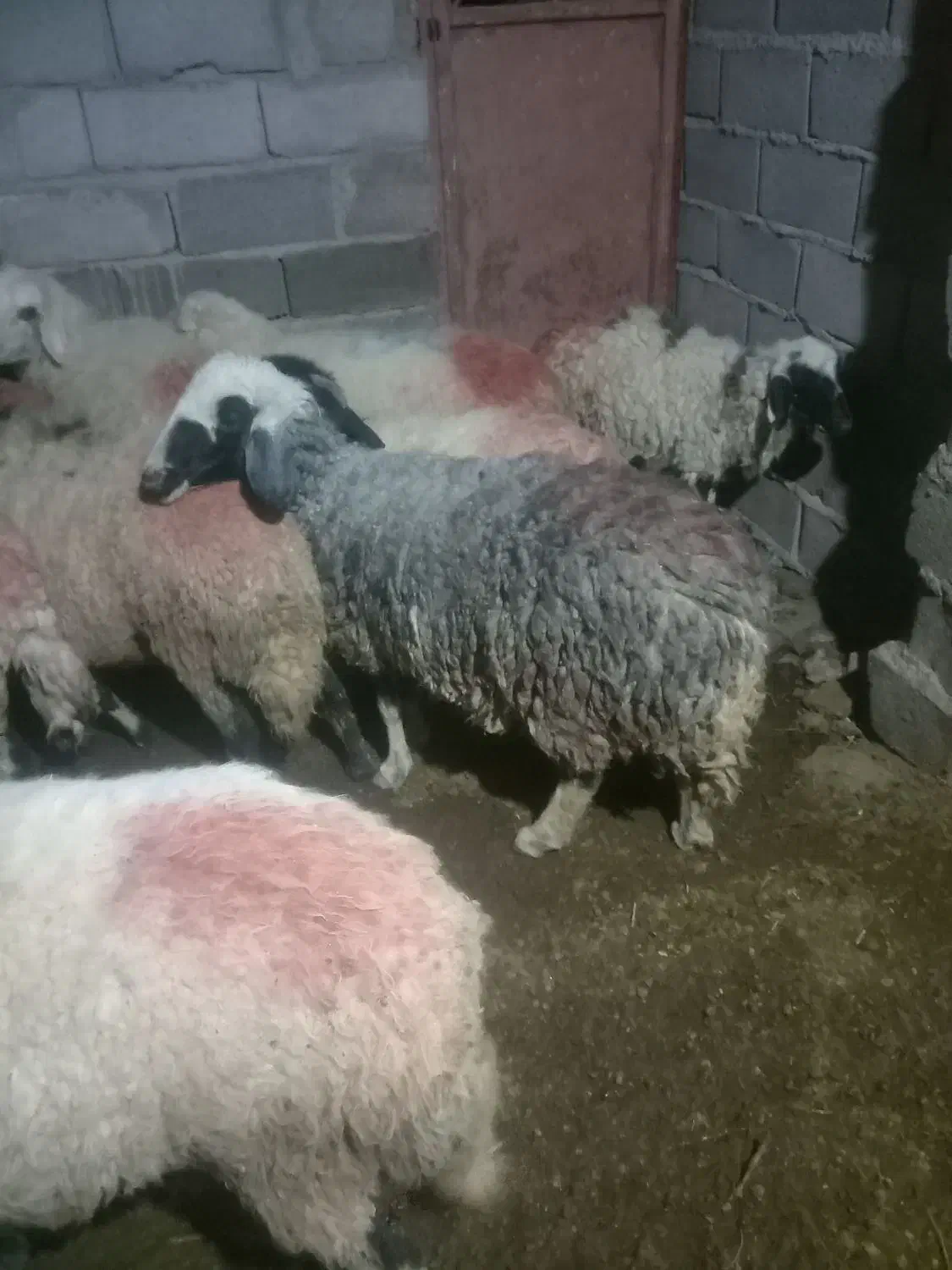 میش شاخی با چند تا کاور آبستن،|حیوانات مزرعه|زرند, |دیوار