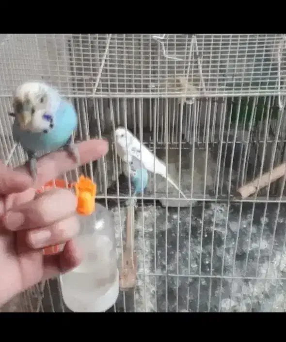 مرغ عشق آبی سفید بازیگوش نژاد خاص|پرنده|مشهد, شاهد (شهرک غرب)|دیوار