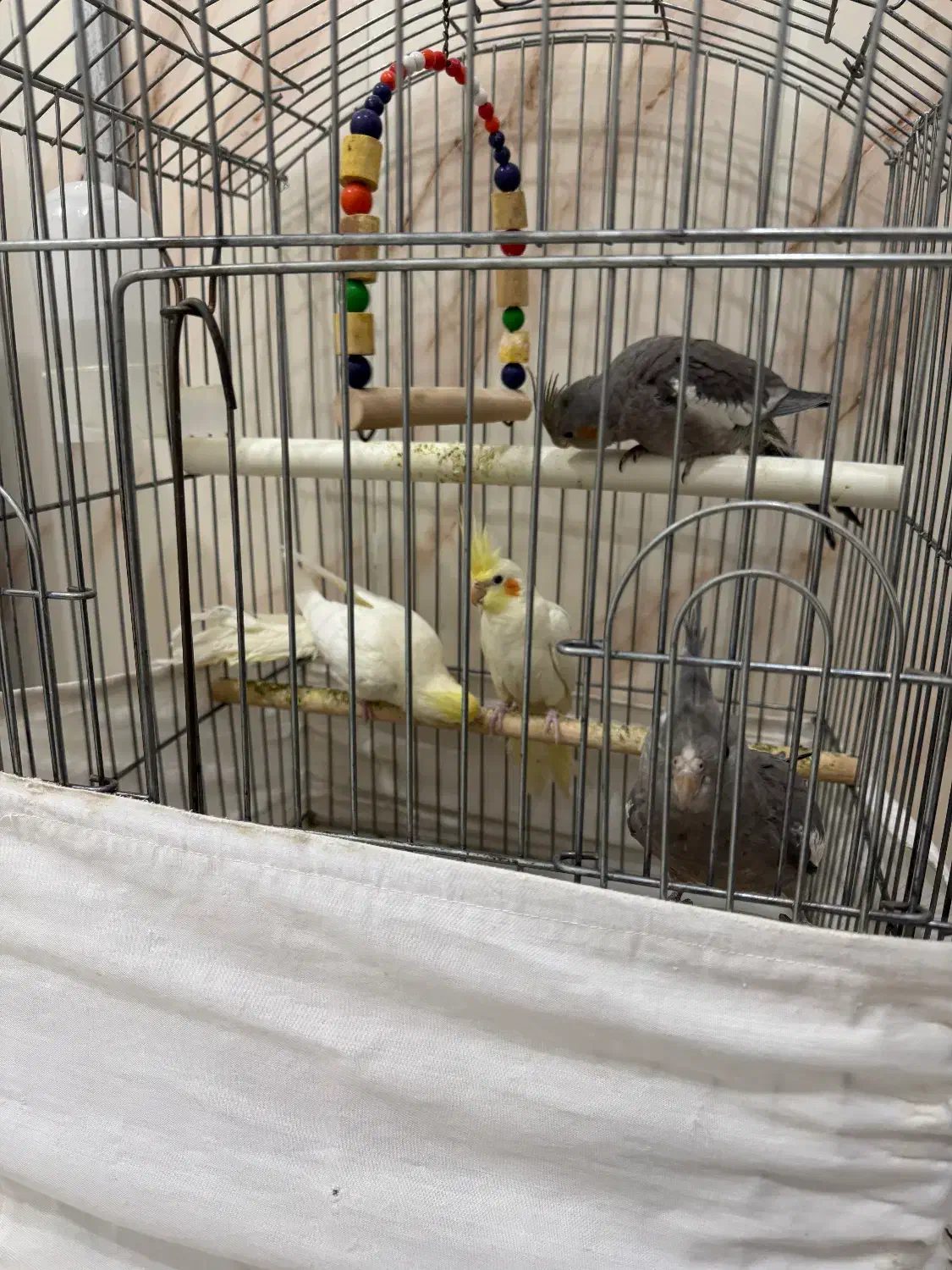 عروس هلندی|پرنده|کبودرآهنگ, |دیوار