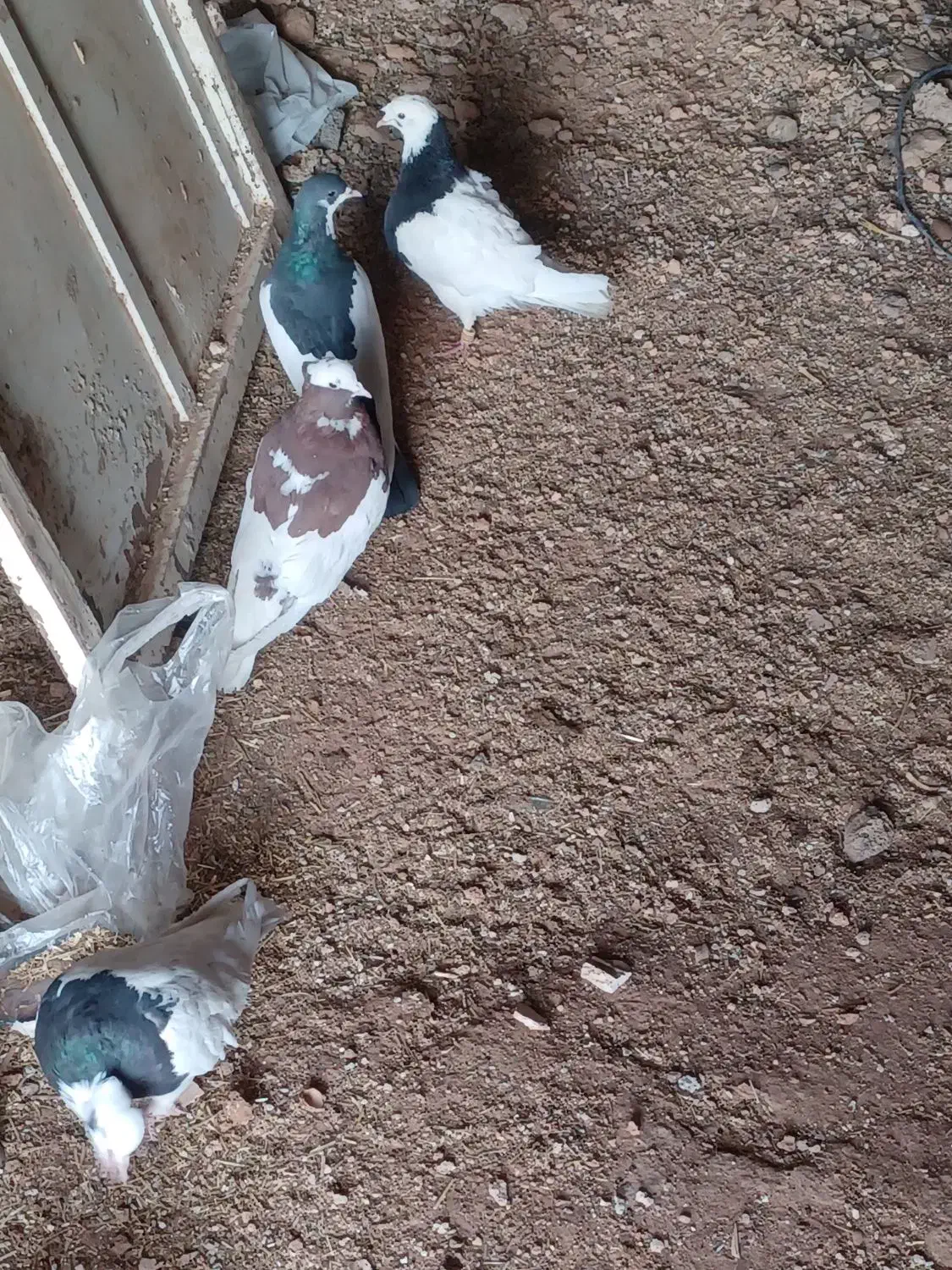 کبوتر|پرنده|سپیدان, |دیوار