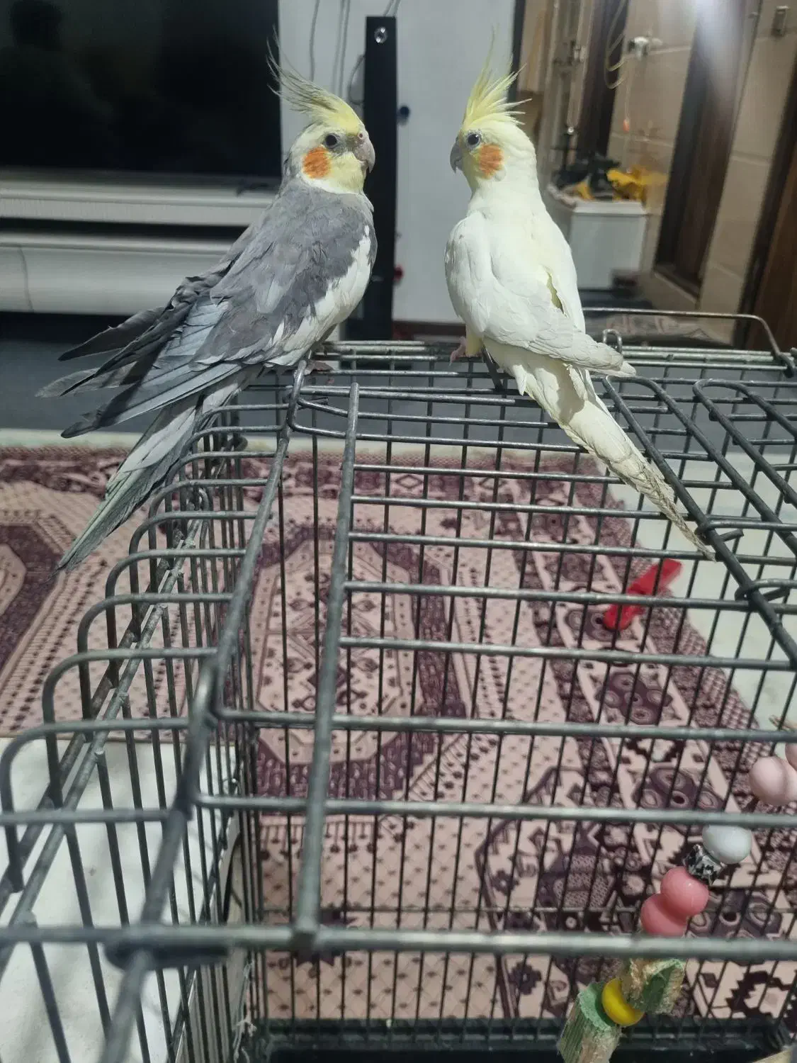 ازنا|پرنده|ازنا, |دیوار