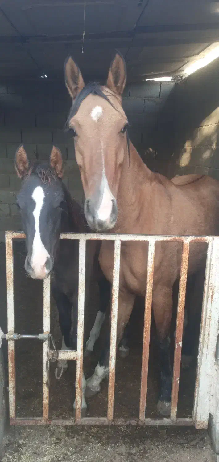 مادیان چاپاری|اسب و تجهیزات اسب‌سواری|مهریز, |دیوار