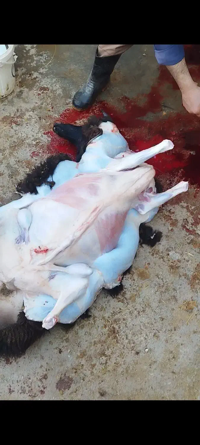 گوسفند زنده بره نر میش بز|حیوانات مزرعه|قرچک, صالح آباد|دیوار