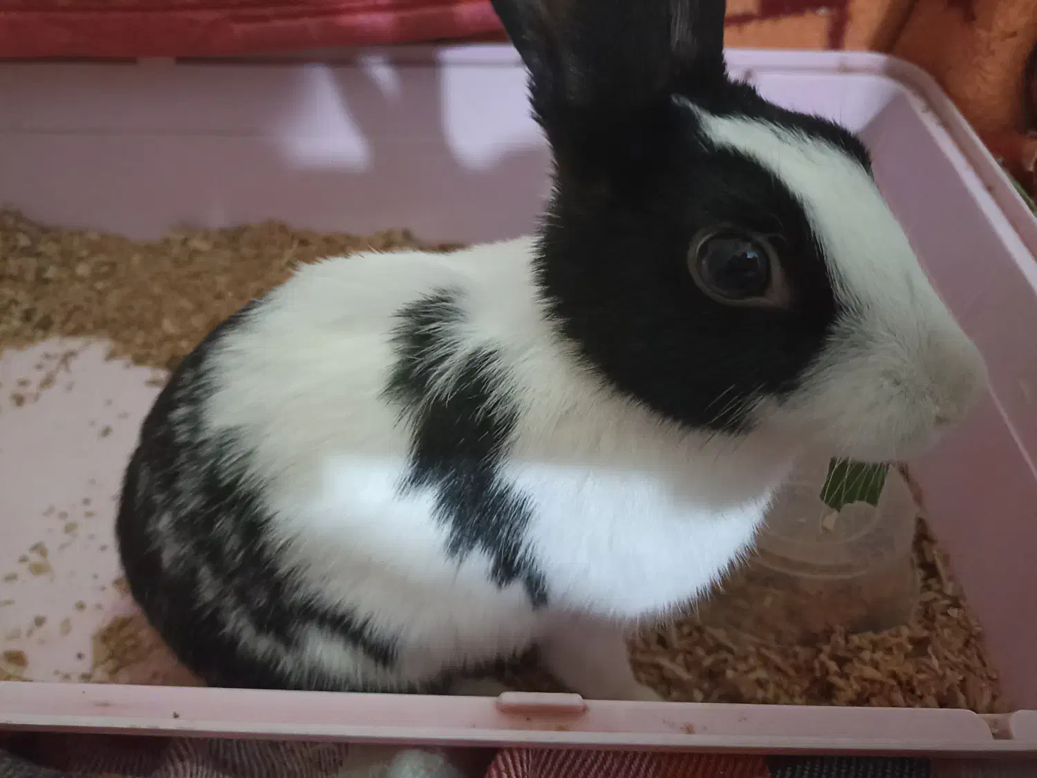 خرگوش ماده|موش و خرگوش|قم, بنیاد|دیوار