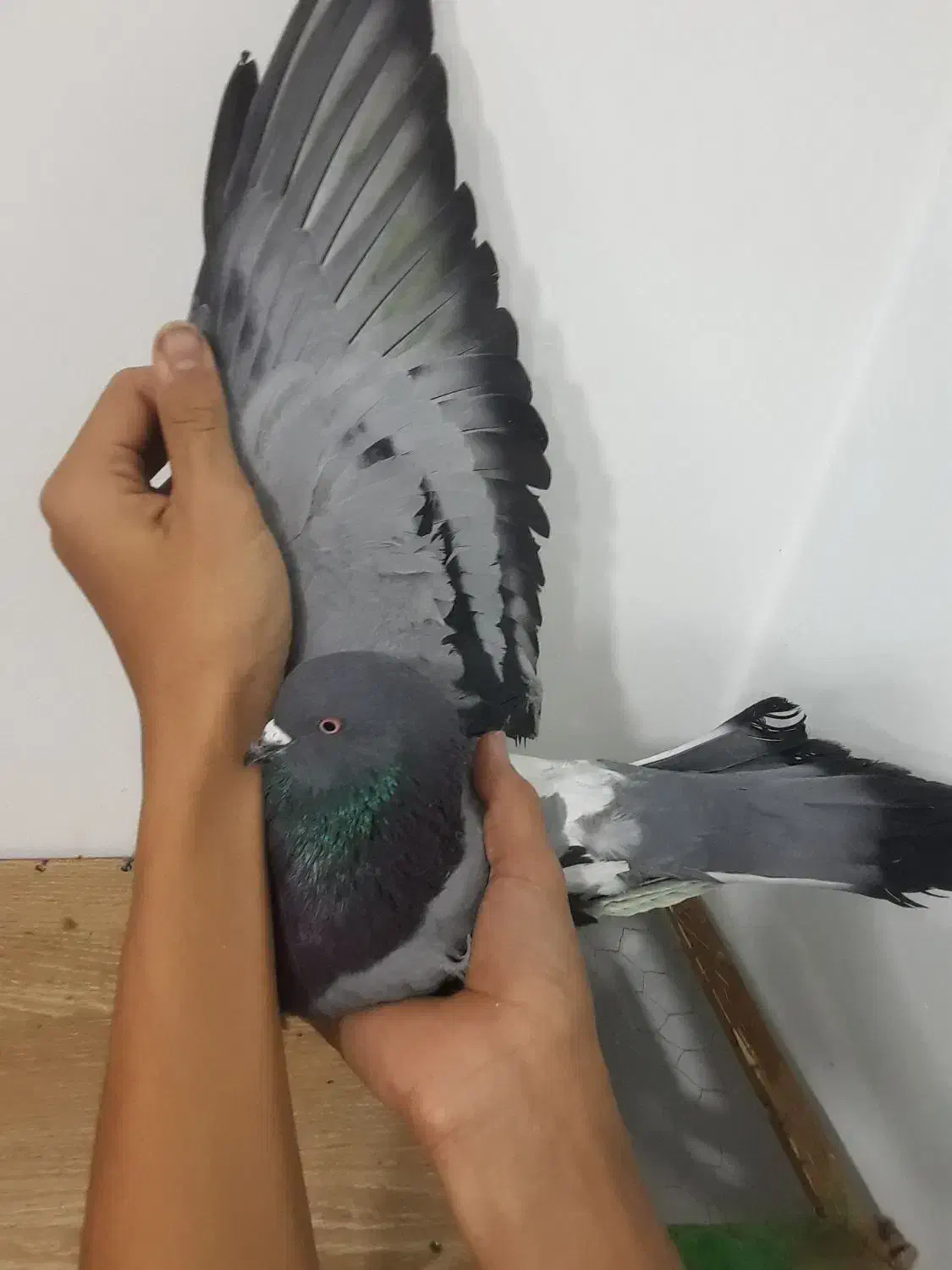 کفتر نر|پرنده|برخوار, |دیوار