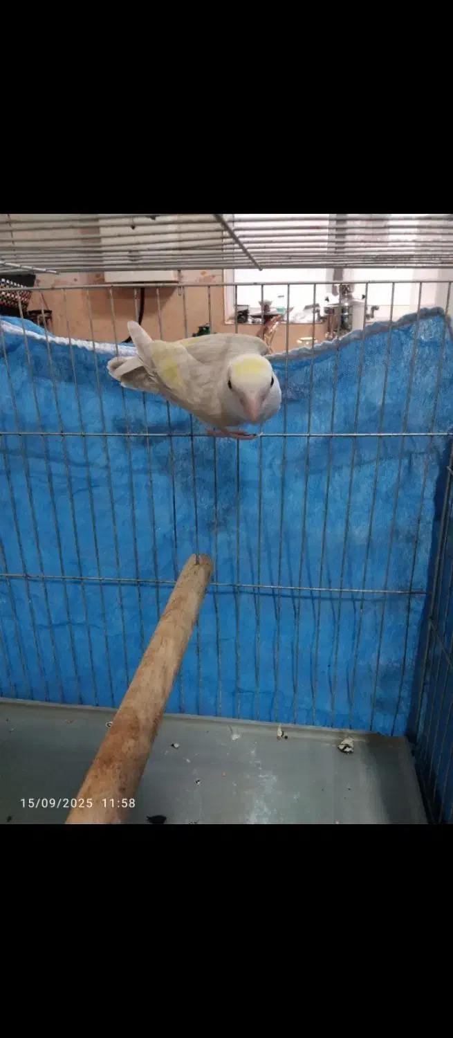 طوطی کوتوله وکبوتر|پرنده|اطاقور, |دیوار