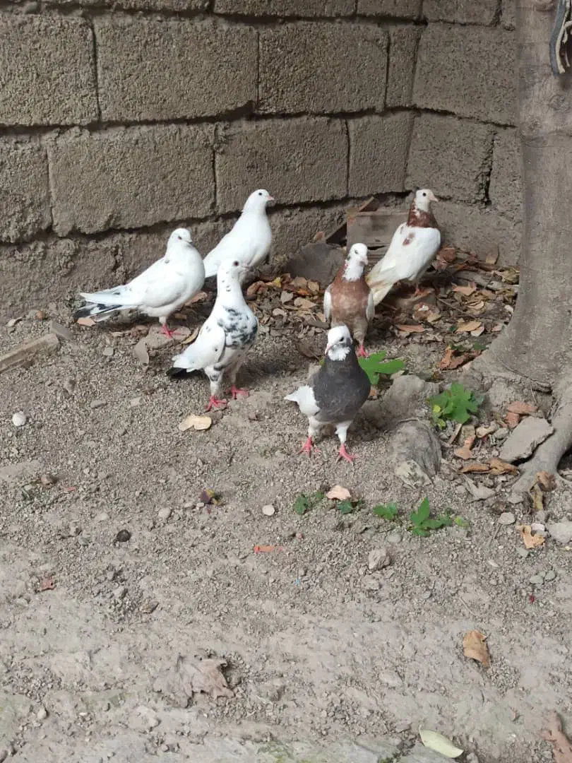 کبوتر تک پر و رنگی|پرنده|رامیان, |دیوار