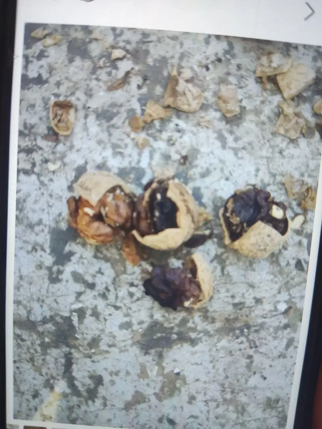 گردو با پوست خوانسار|خوردنی و آشامیدنی|تهران, امام زاده عبدالله|دیوار