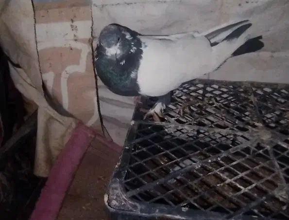 کبوتر|پرنده|پلدختر, |دیوار