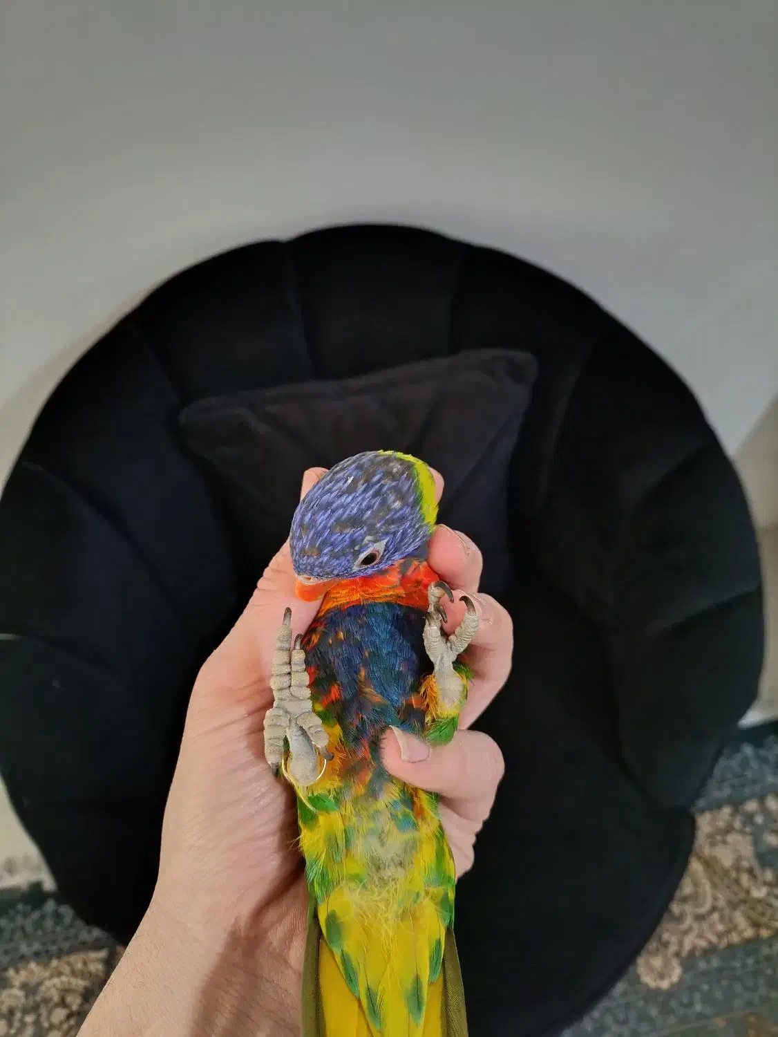 جوجه لوری 4ماه|پرنده|مشهد, ایثار|دیوار