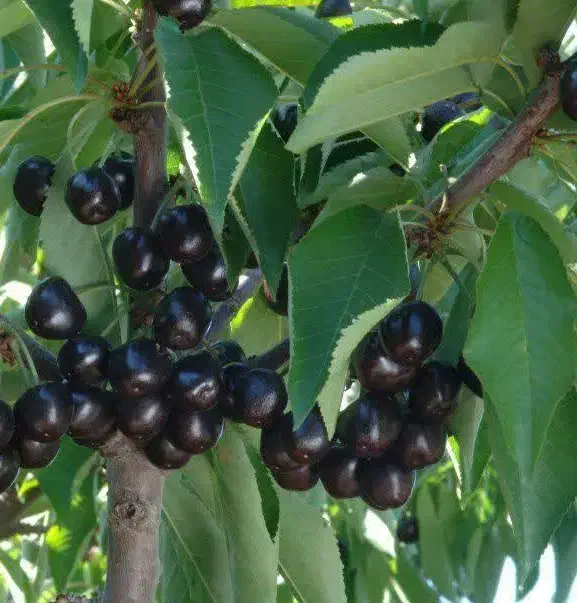 فروش نهال گیلاس تکدانه سیاه هارت|خدمات باغبانی و درختکاری|نظرآباد, رسالت|دیوار