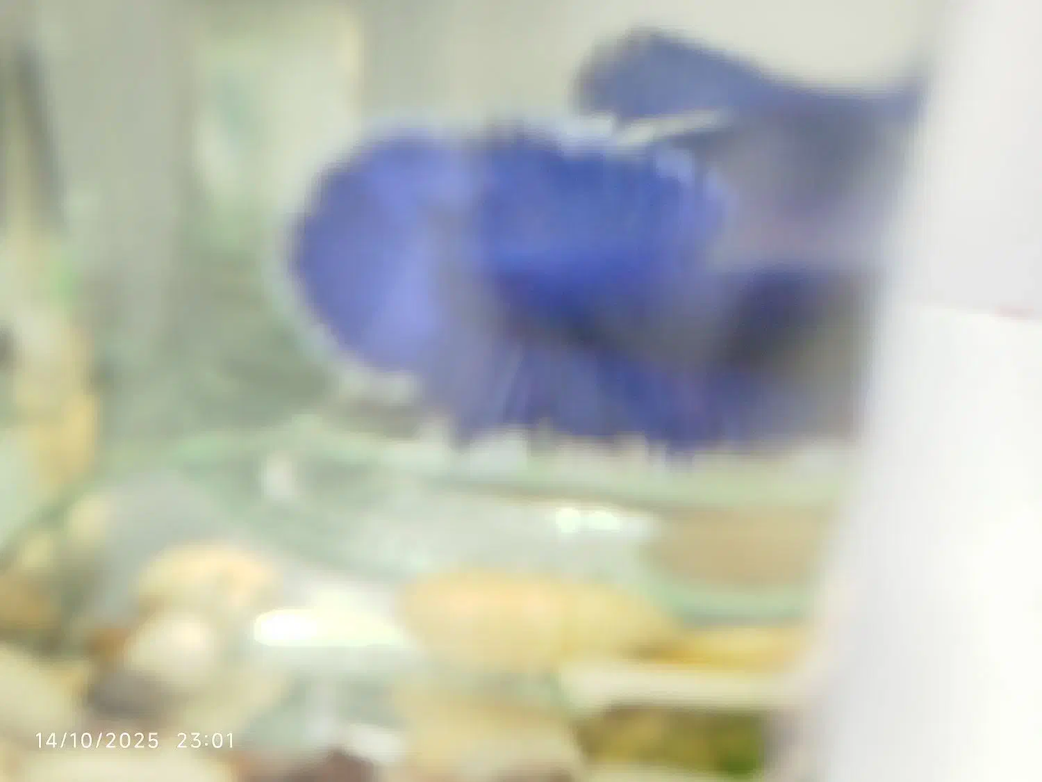 ماهی فایتر|ماهی|اصفهان, بهارانچی|دیوار