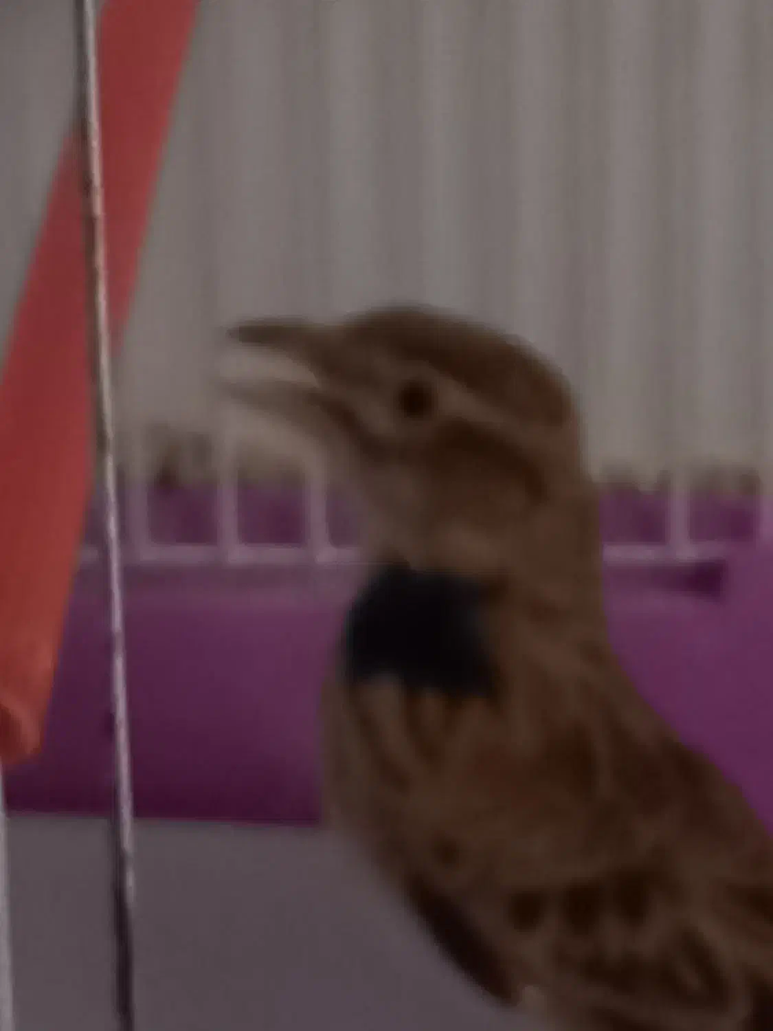 سهره خاکی بخان|پرنده|اردبیل, |دیوار