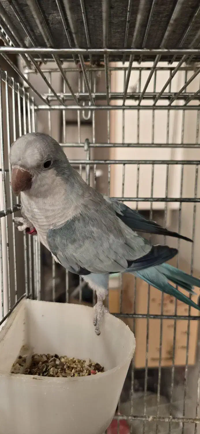 جفت طوطی راهب|پرنده|مشکین‌دشت, |دیوار