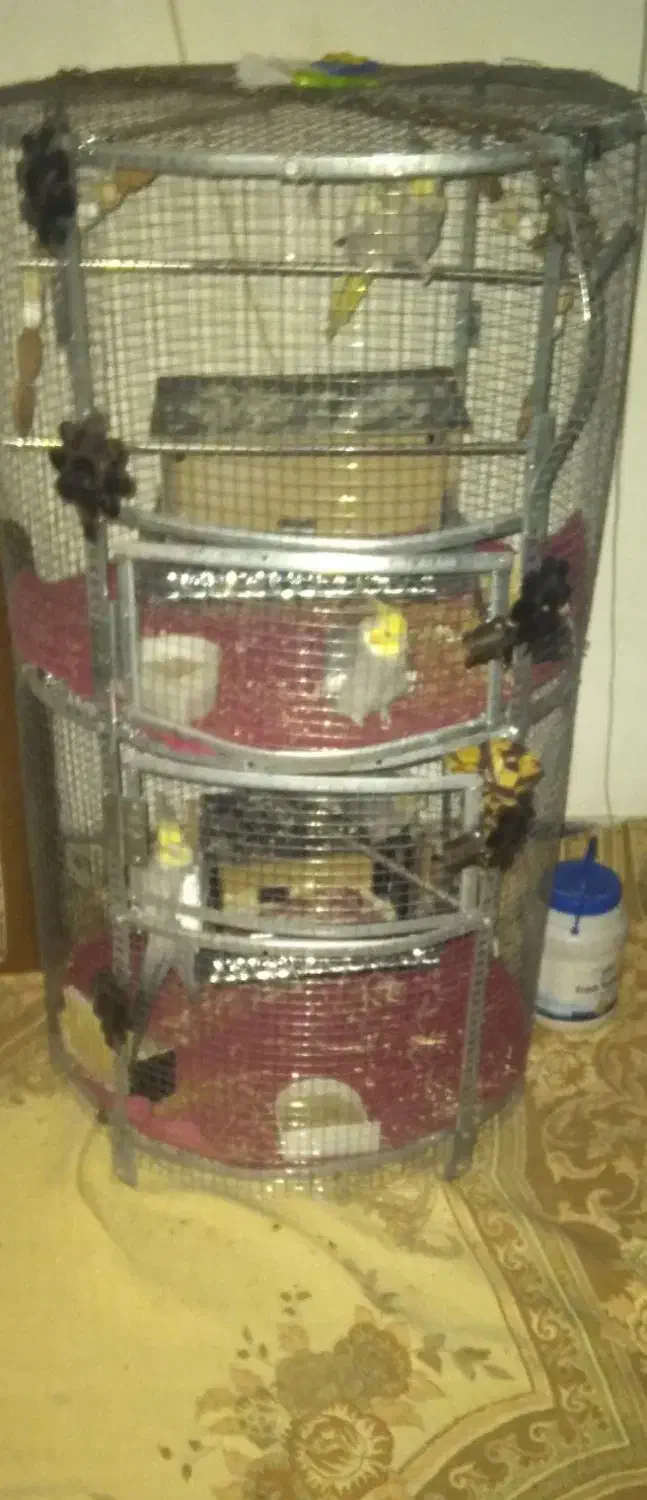 قفس|لوازم جانبی حیوانات|ورامین, ورامین|دیوار