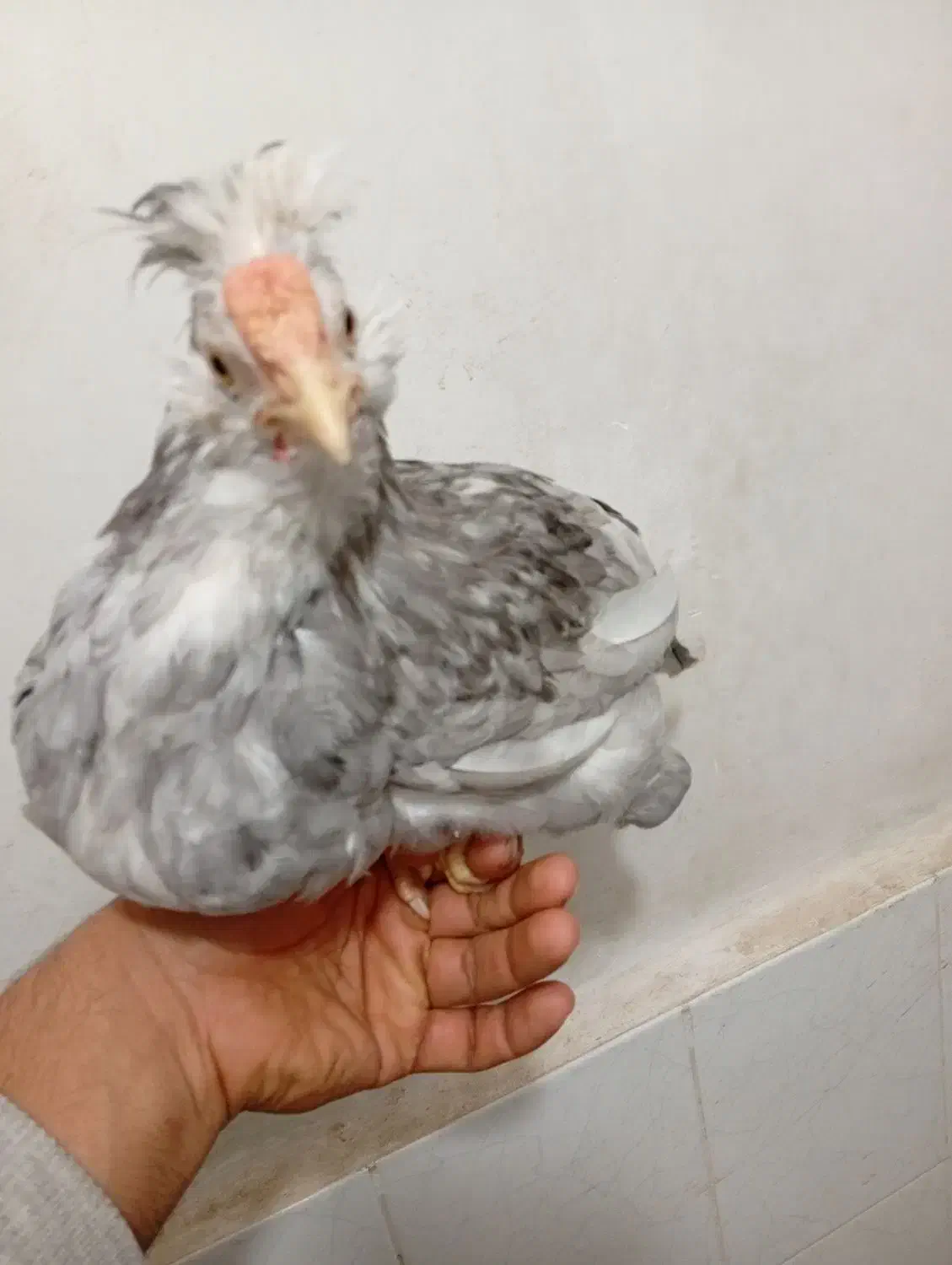 مرغ و خروس گلین طوسی نیمچه .جوجه|حیوانات مزرعه|اسلامشهر, شاطره|دیوار