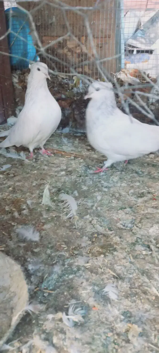 کفتر|پرنده|بم, |دیوار