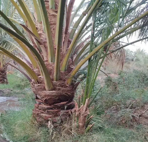 جونگ مضافتی|گل و گیاه طبیعی|نرماشیر, |دیوار