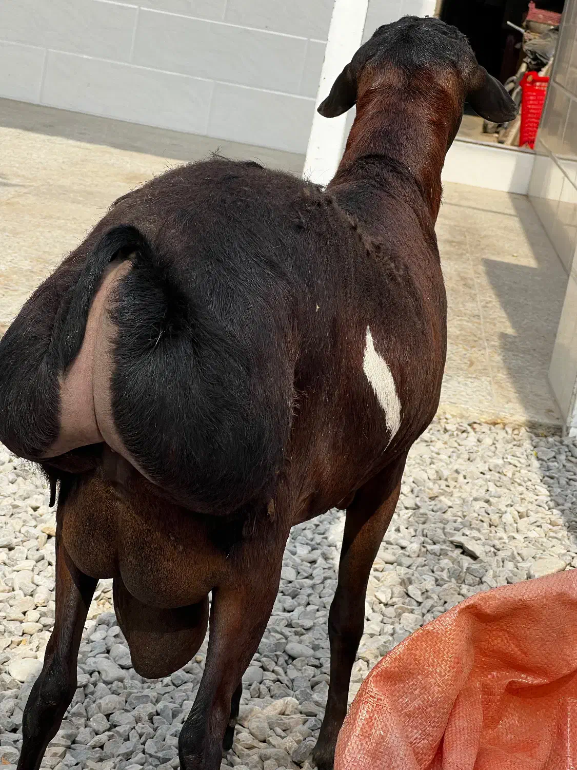 بره نر کهر نر|حیوانات مزرعه|قلعه قاضی, |دیوار