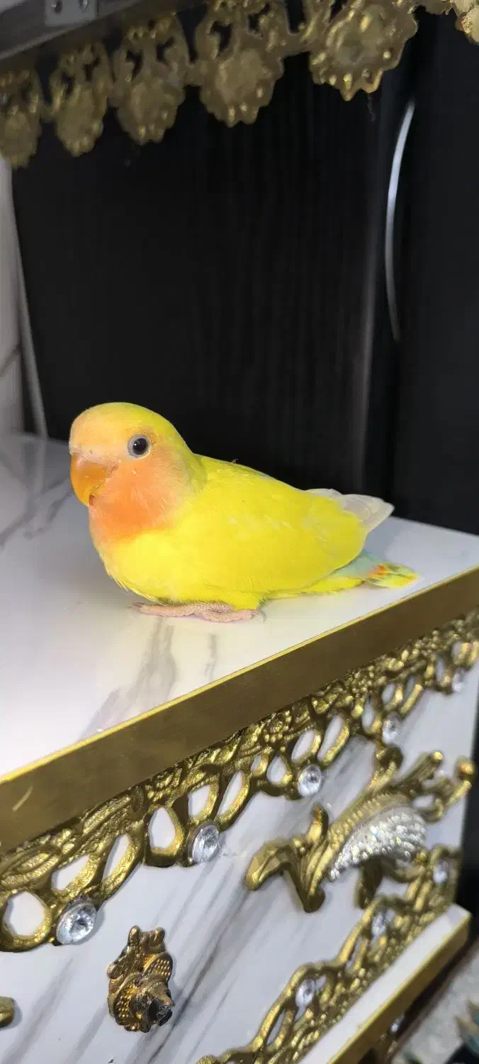 کوتوله طوطی برزیلی|پرنده|قدس, شهرقدس|دیوار