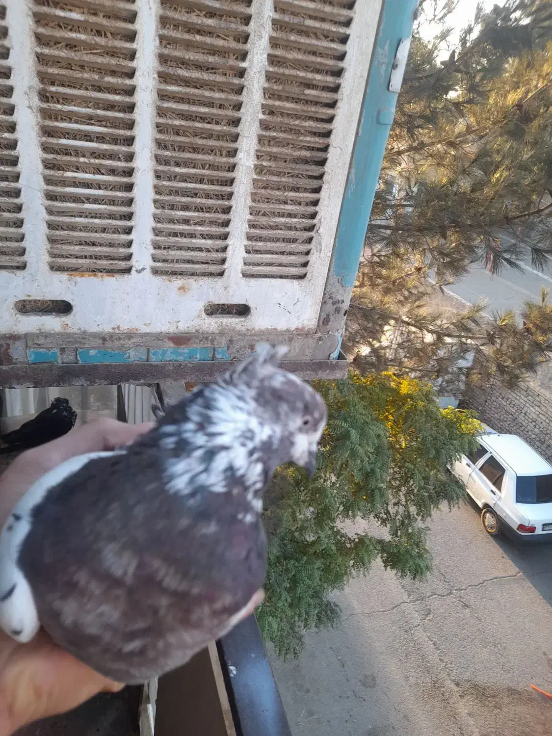 کفتر قلمکار|پرنده|ماهدشت, |دیوار