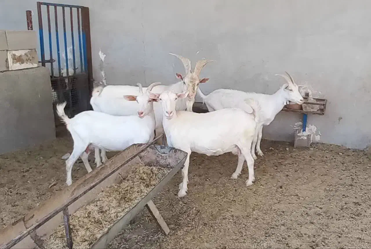 ۳ بز سانن ۱ نر بز|حیوانات مزرعه|شیراز, درکی|دیوار