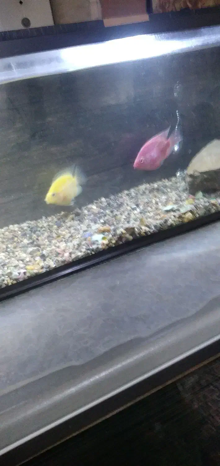 ماهی اکواریوم|ماهی|شاهین دژ, |دیوار