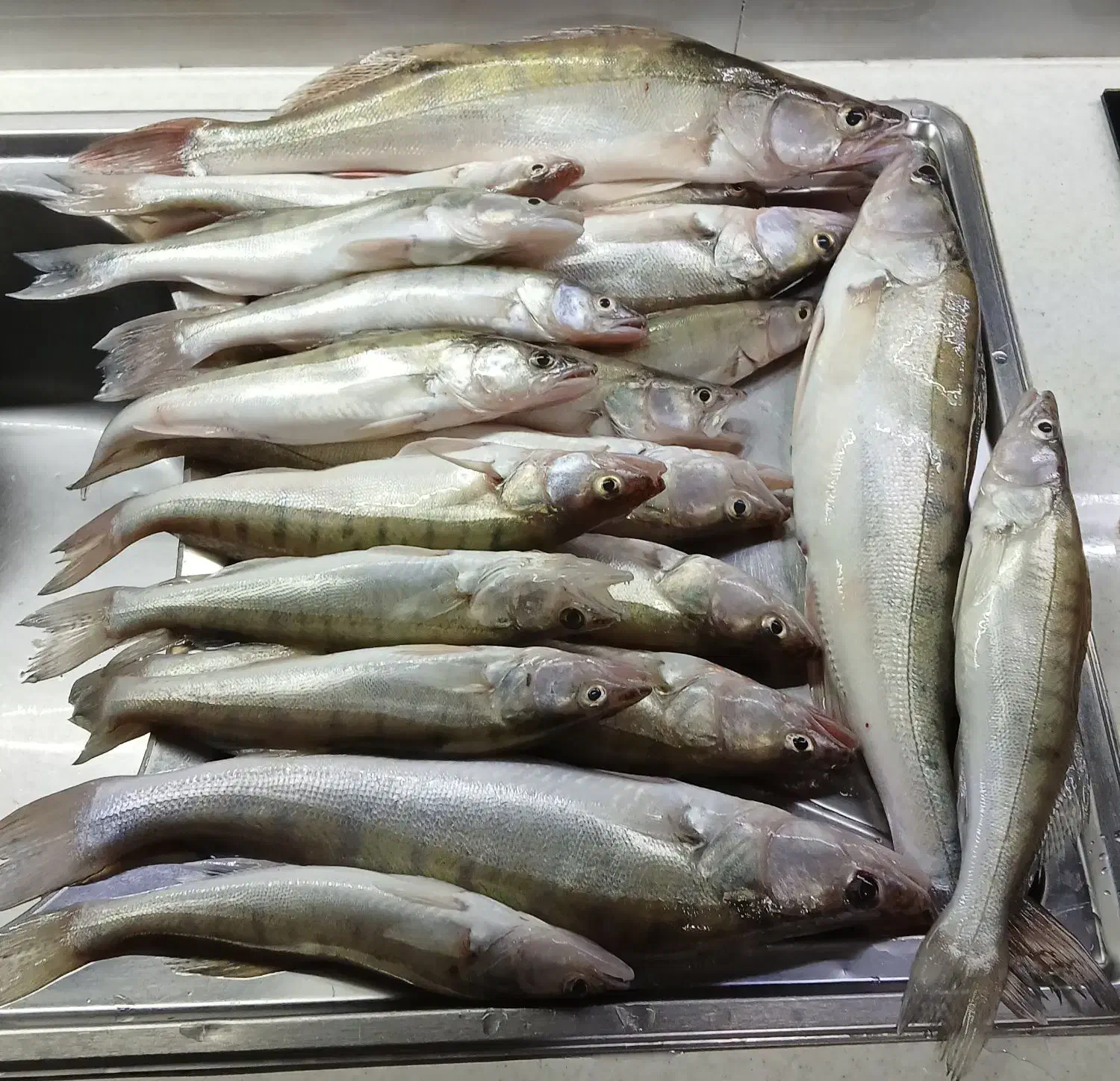 ماهی تازه تازه|ماهی|سراب, |دیوار