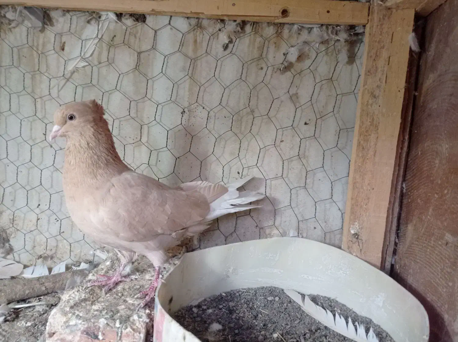 کفتر|پرنده|میانه, |دیوار