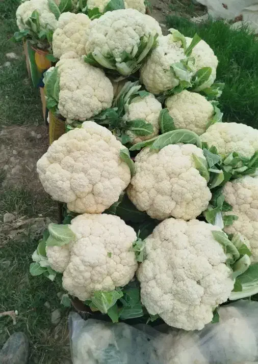 گل کلم سفید/ سوپرلوکس/الان۲۷تن موجوده|خوردنی و آشامیدنی|تهران, مختاری|دیوار