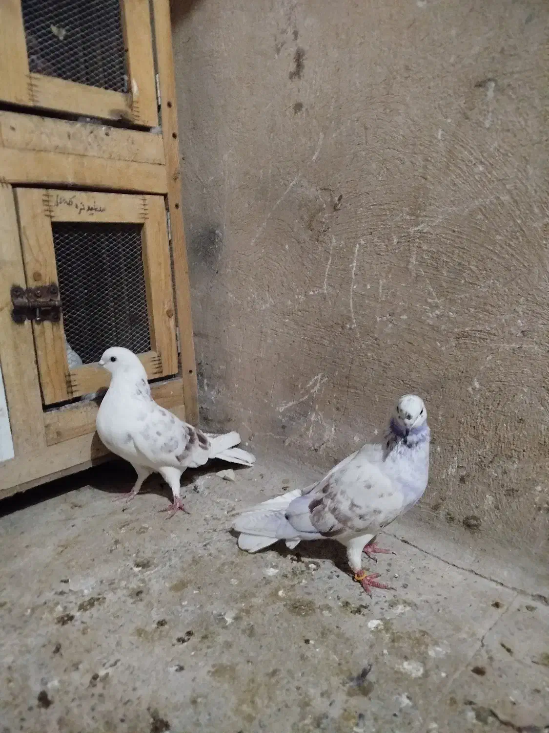 کبوتر پرشی عشق بازی|پرنده|ماهدشت, |دیوار