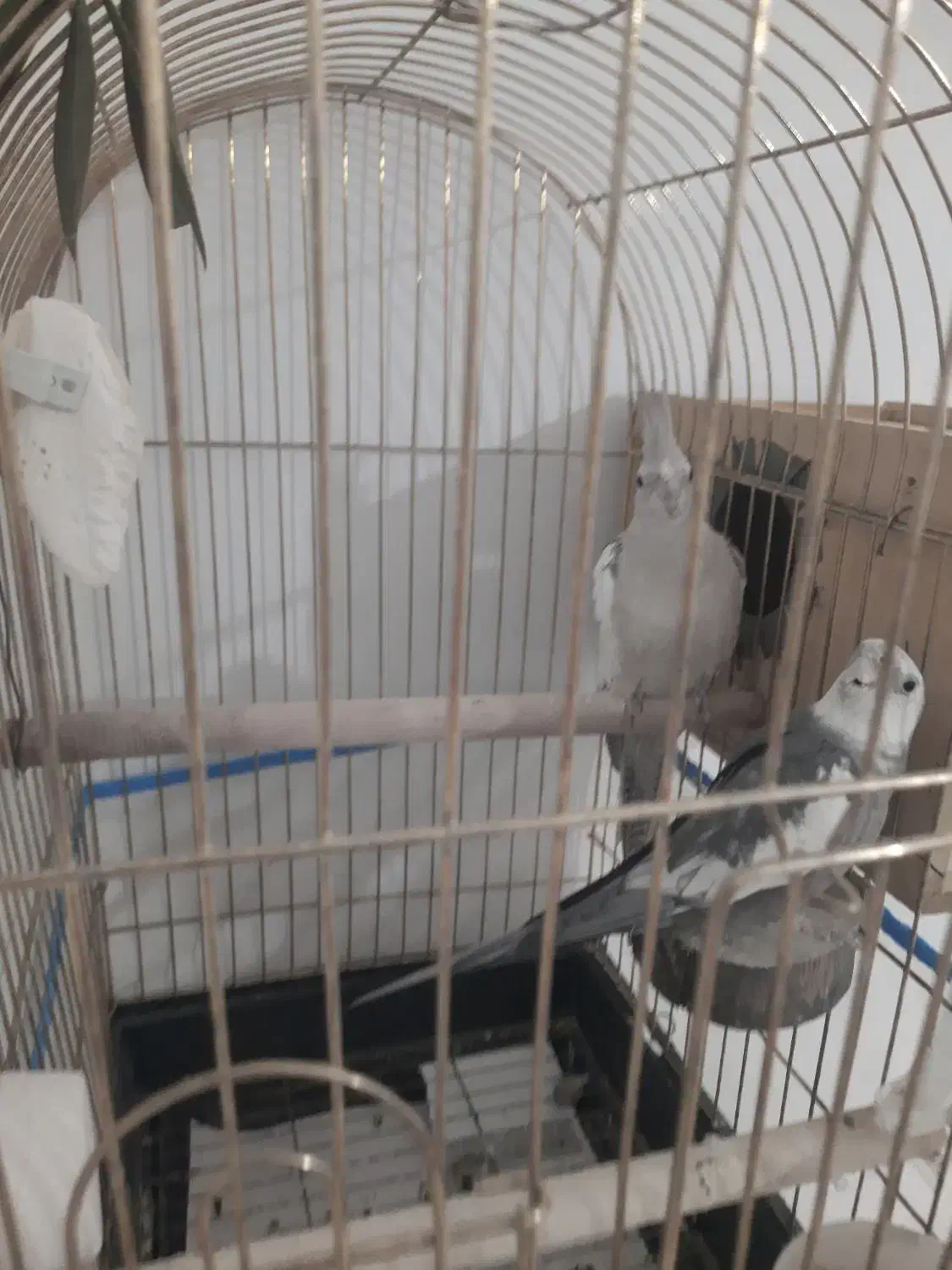 عروس هلندی وایت فیس مولد تظمینی|پرنده|آستارا, |دیوار