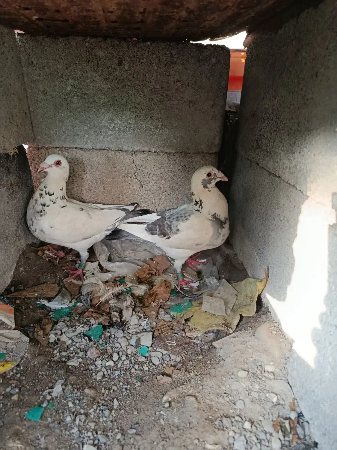 کبوترپلاکی|پرنده|میناب, |دیوار