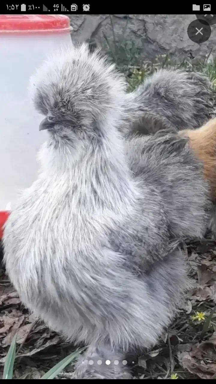 تخم مرغ نطفه دار مرغ ابریشمی|حیوانات مزرعه|تهران, نارمک جنوبی|دیوار