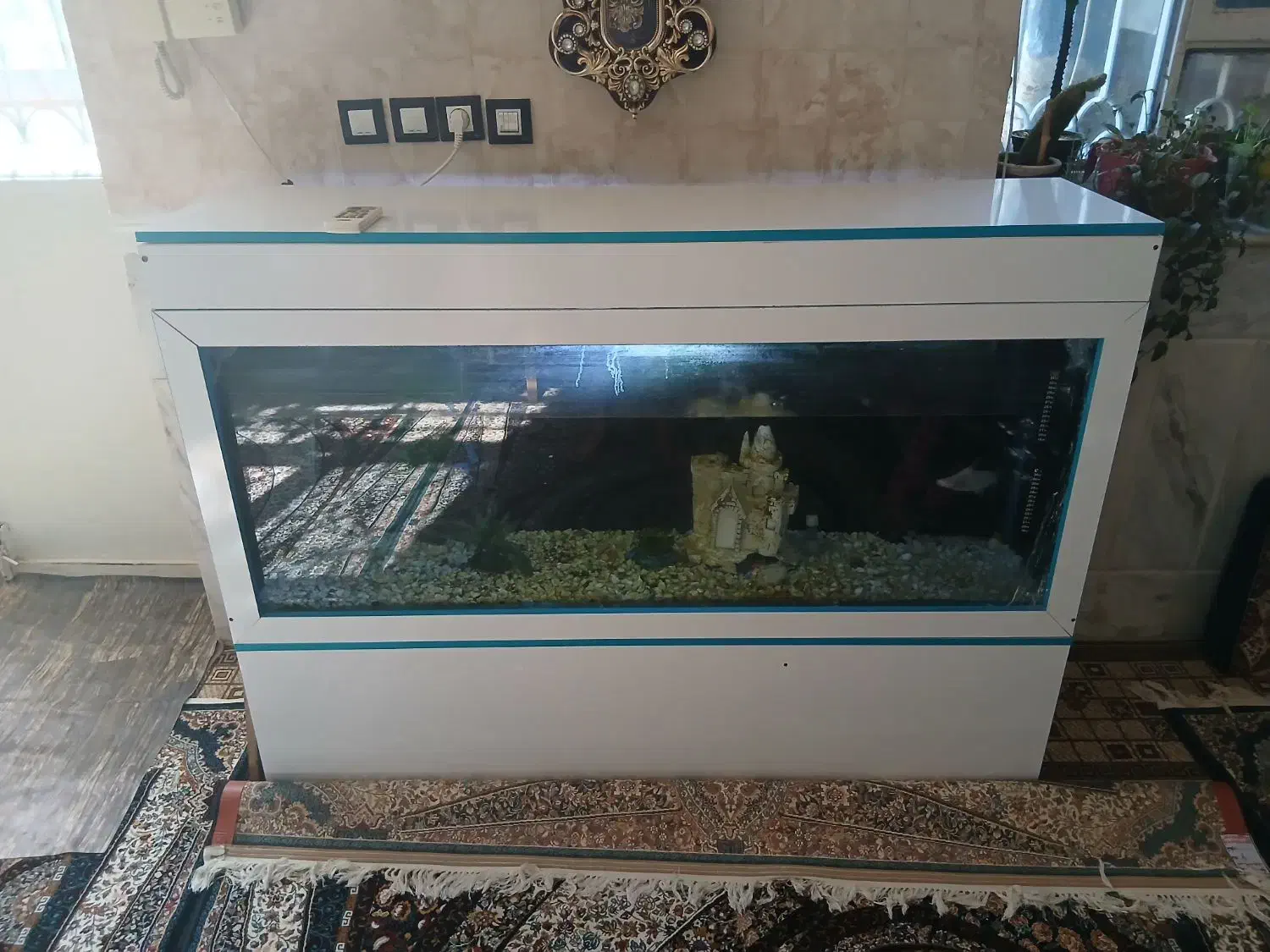 آکواریوم|ماهی|زابل, |دیوار