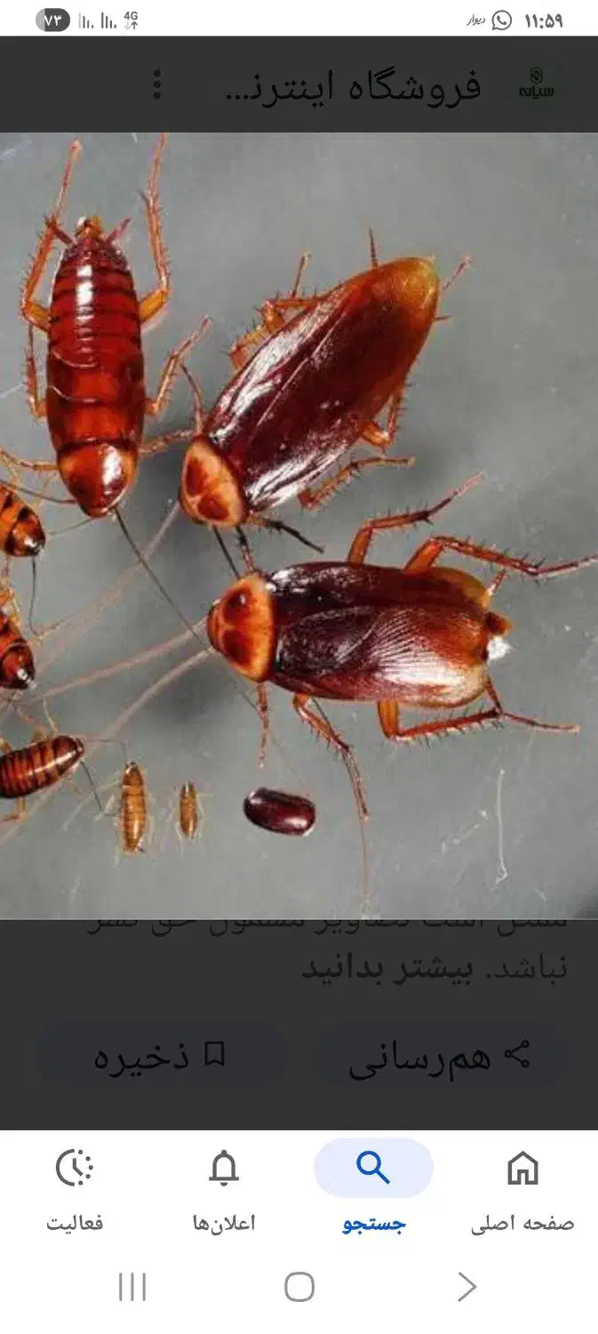 درمان سوسک|خزنده|خرمآباد, |دیوار