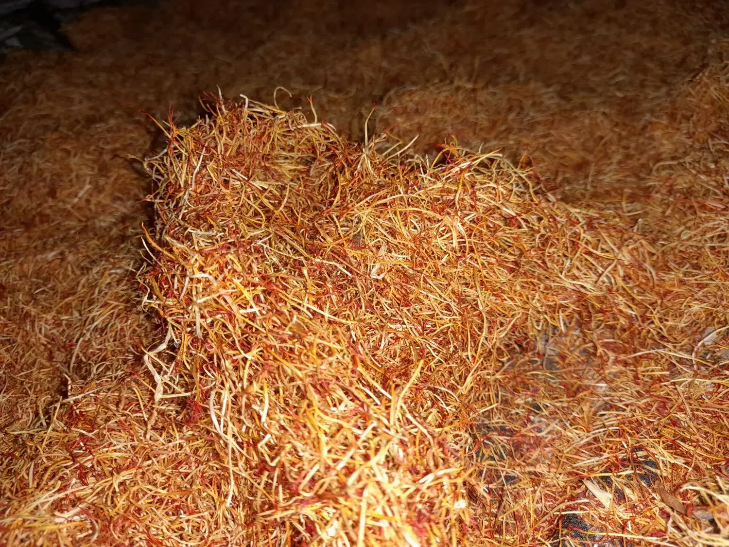 ریشه زعفران زرده طلایی|خدمات باغبانی و درختکاری|قوچان, |دیوار