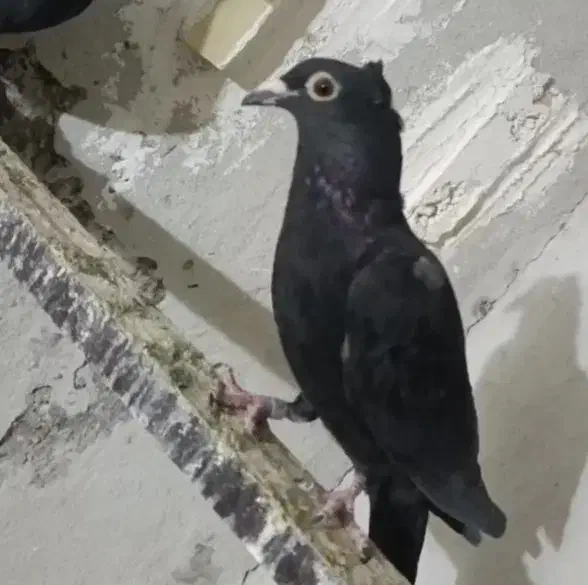 ۲ زاغ کاکلی نر|پرنده|طبس, |دیوار