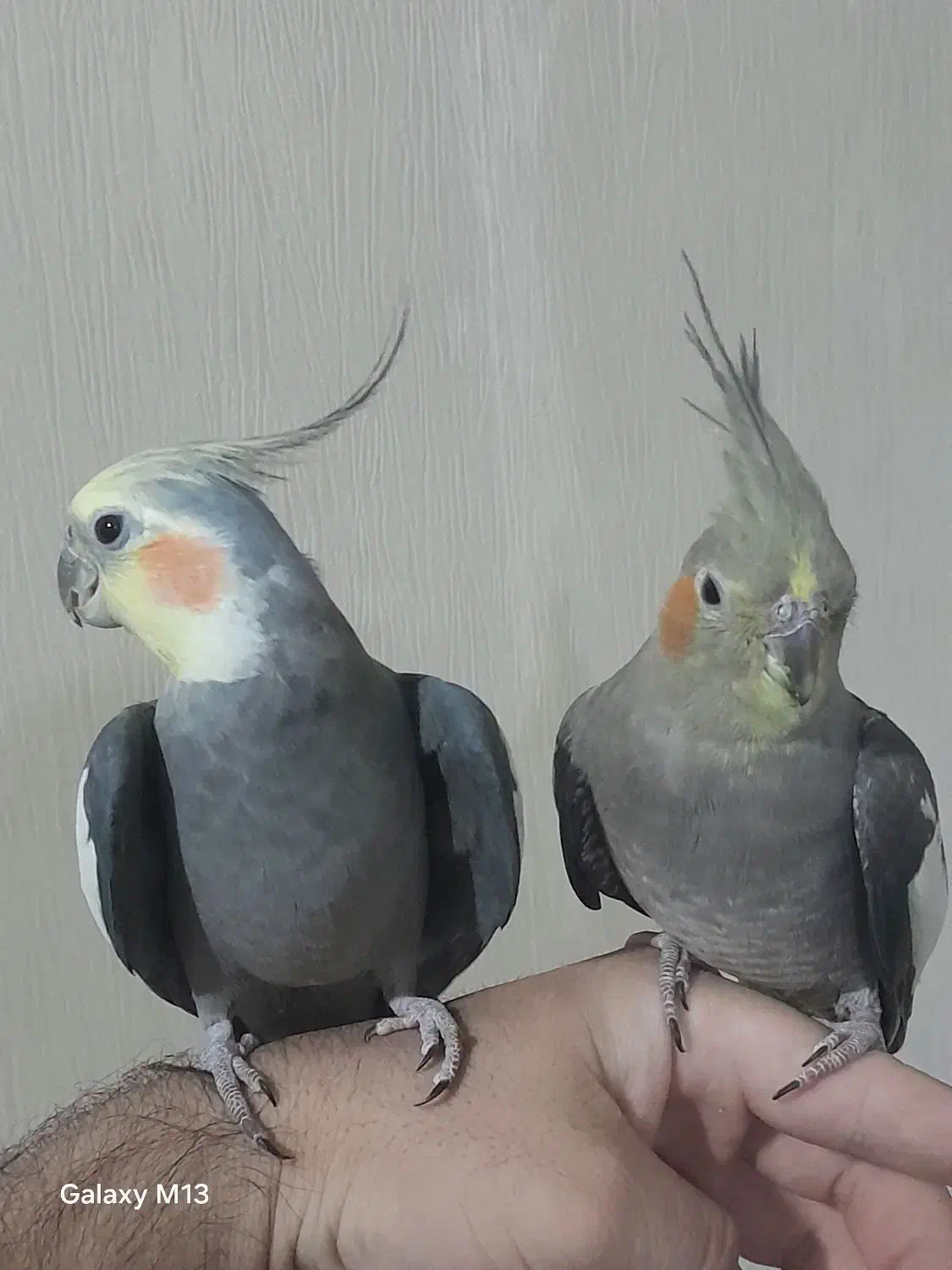 یک جفت مولد با ۳ جوجه  دو ماهه  سالم و سرحال|پرنده|ری, فیروزآبادی|دیوار