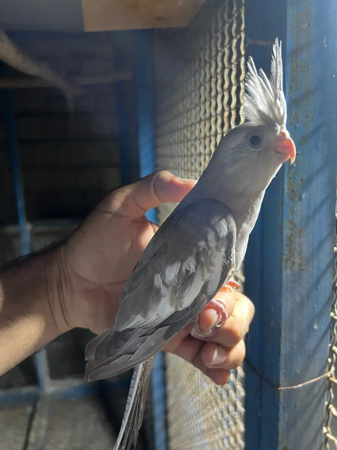 فروش عروس هلندی وات فیس و لوتینو|پرنده|بندرعباس, |دیوار