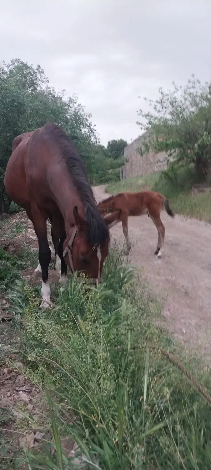 مادیون سالم|اسب و تجهیزات اسب‌سواری|هشتگرد, هیو|دیوار