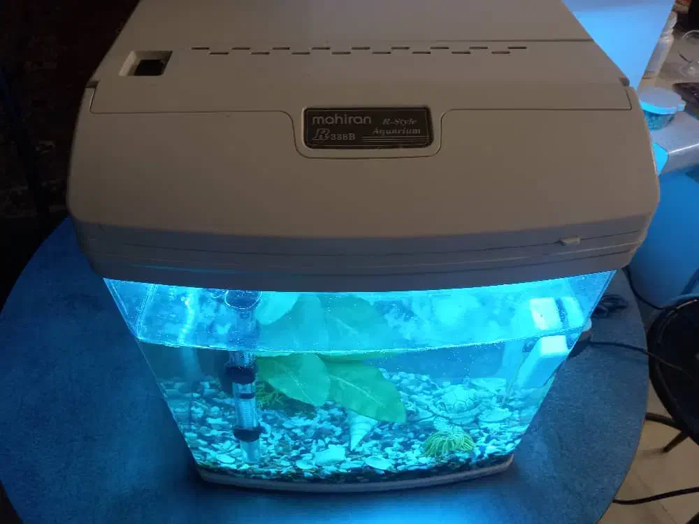 اکواریوم|ماهی|رشت, انصاری|دیوار