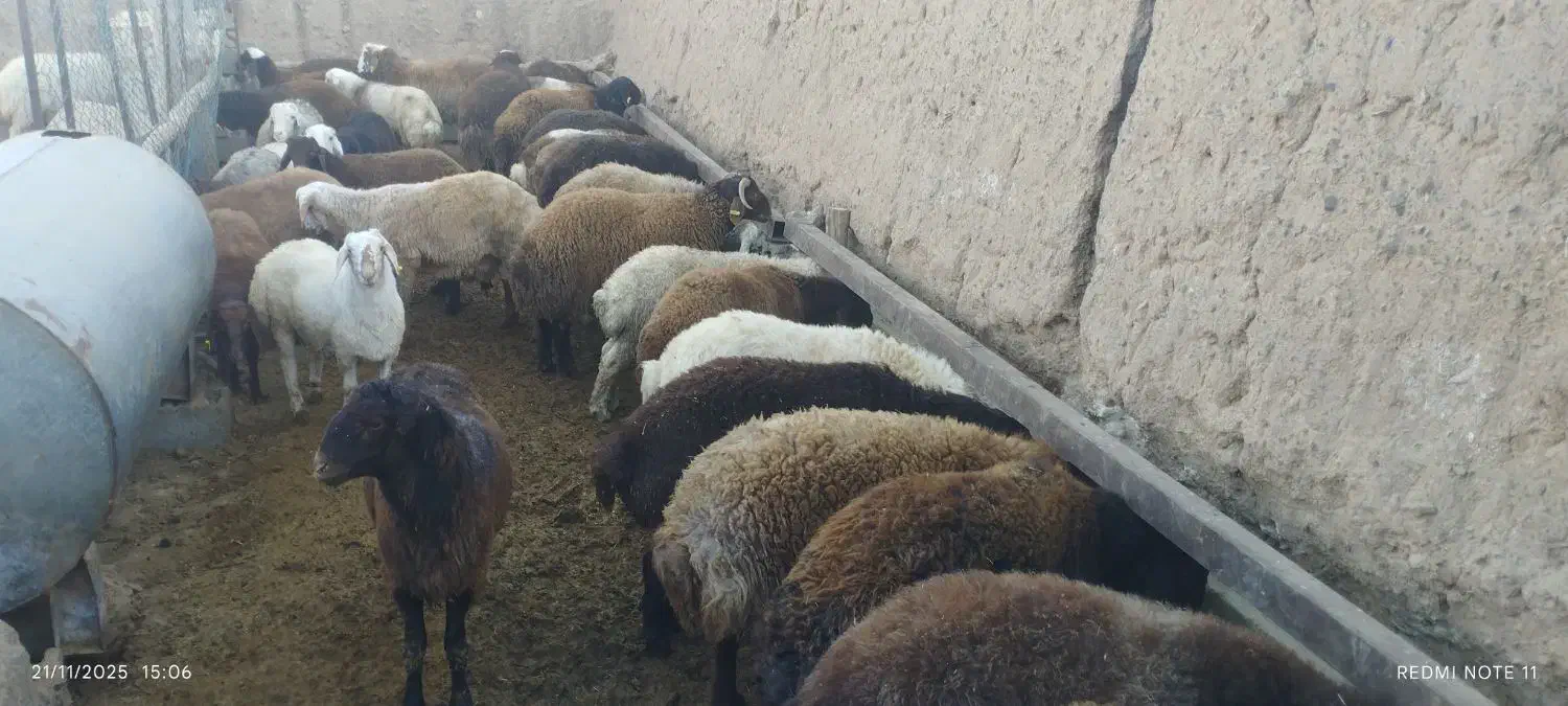 بره نرچاق|حیوانات مزرعه|قائن, |دیوار