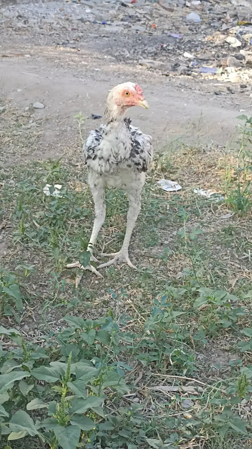 جوجه خروس|حیوانات مزرعه|ایرانشهر, |دیوار