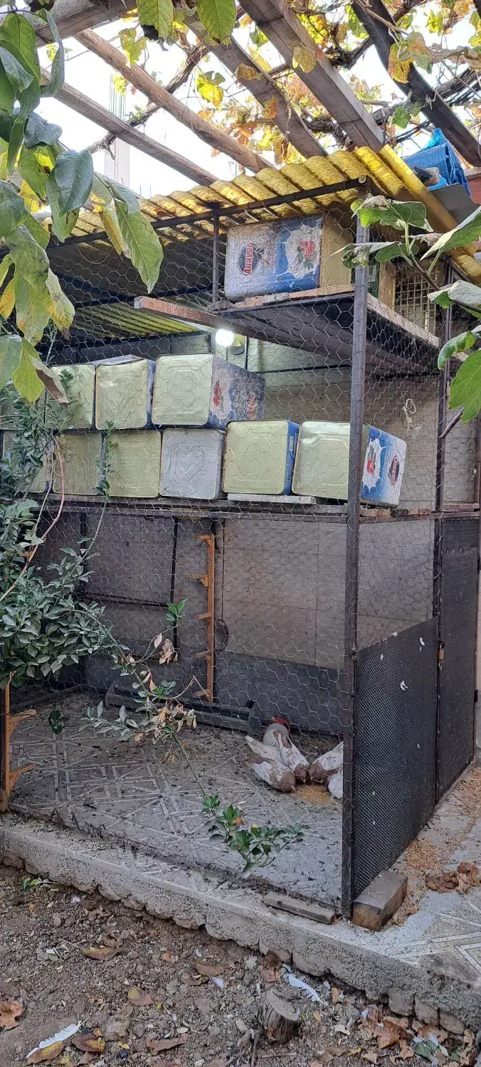 قفس|لوازم جانبی حیوانات|مبارکه, |دیوار