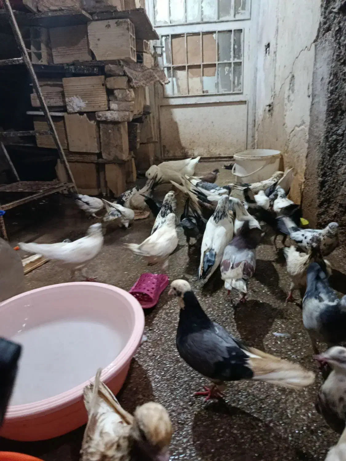 کبوتر پرشی همه واکسن خورده|پرنده|سمنان, |دیوار