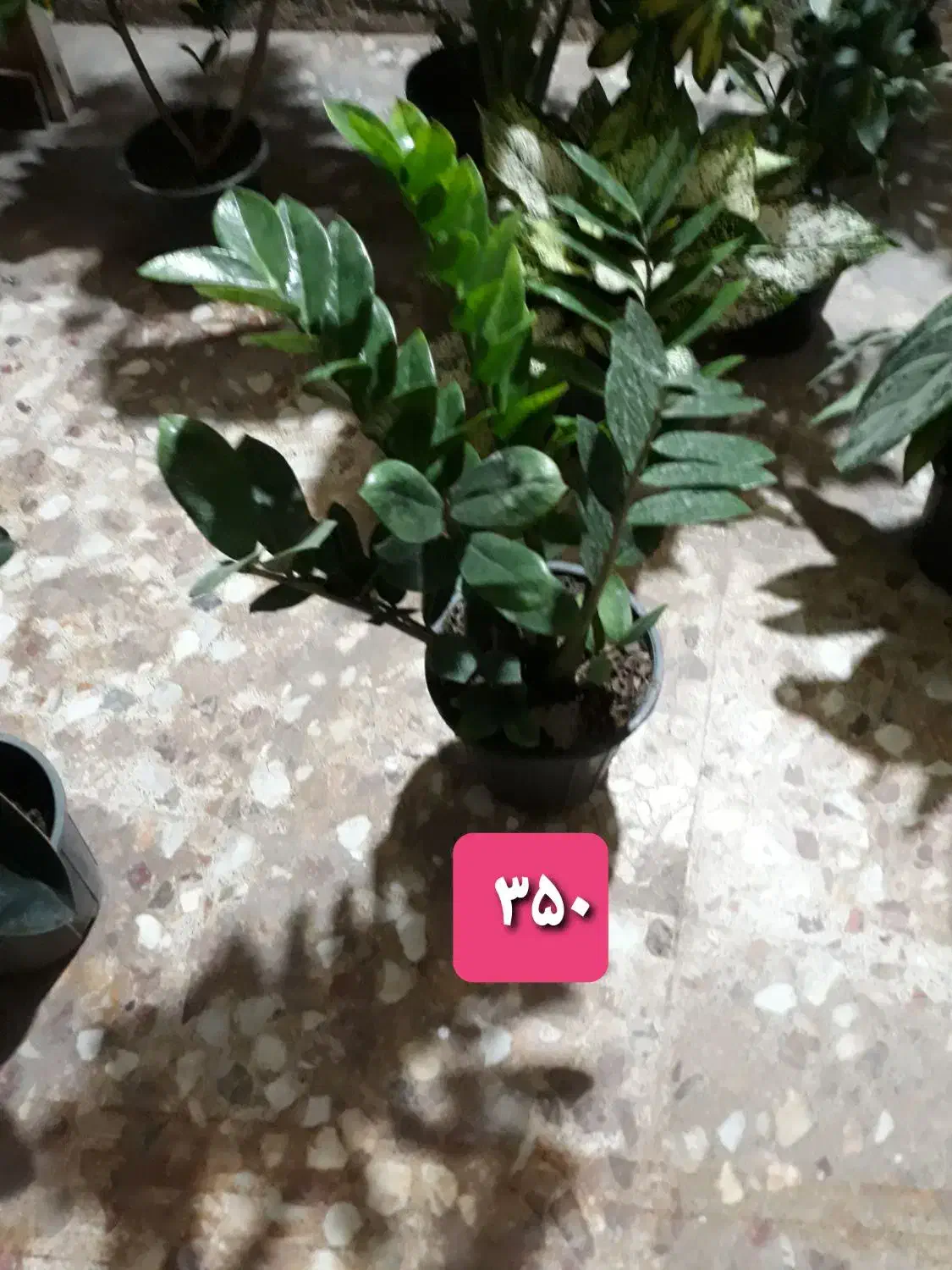 گل و گیاه|گل و گیاه طبیعی|بندر گناوه, |دیوار